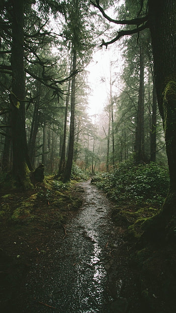 Forest, Natural HD phone wallpaper
