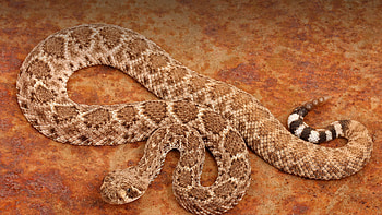 Rattlesnake, Striking , Animal kingdom, Visual delight HD wallpaper