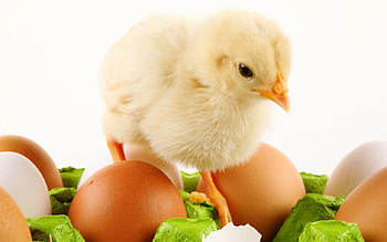 Chicks, cute, chiks, eggs, animals HD wallpaper