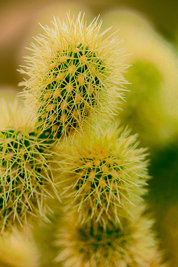 Plant, Macro, Barbed, Spiny, Cactus, Thorns, Prickles HD phone wallpaper