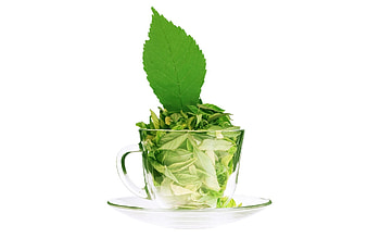 Mint Plant, Herbal cocktail, Flowering plant, Mojito mix HD wallpaper