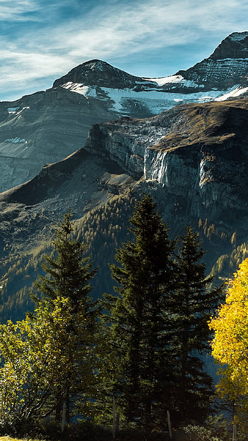 Trending, Tree HD phone wallpaper