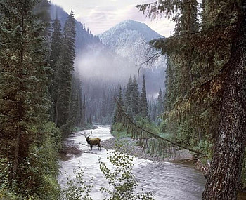 Looking For Love, mist, animal, river, trees, stag, mountains HD wallpaper