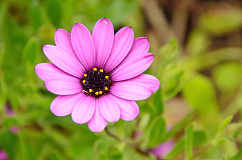 Violet, Flower, Plant, Macro, Purple HD wallpaper