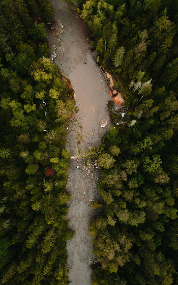Nature, Rivers, Trees, View From Above, Forest, Winding, Sinuous HD phone wallpaper