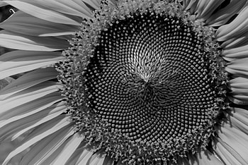 Black & White Flower, Black, flower gorgeous, white, wow HD wallpaper