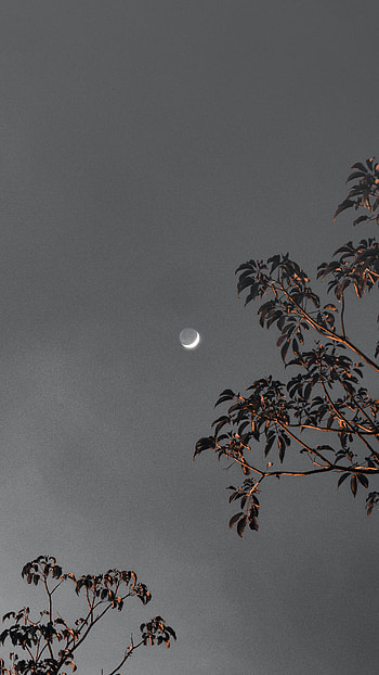 Golden trees and moon, Darkness, Gris, Amoled, , Black, Grey HD phone wallpaper