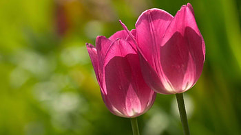 Plant, Macro, Tulip, Stem, Stalk HD wallpaper