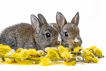 Cute bunnies, bunnies, Easter, animals, flowers, spring HD wallpaper