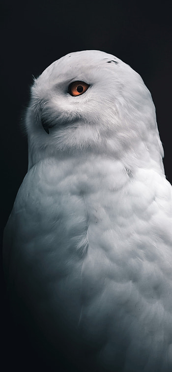 Owl , compatible, High definition beauty, on 3 HD phone wallpaper