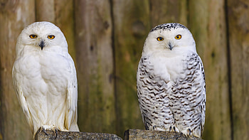 Snowy Owls, animal, snowy, bird, owl HD wallpaper