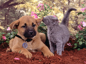 cute friends, dog, puppy, kitty, animals, garden, cat HD wallpaper