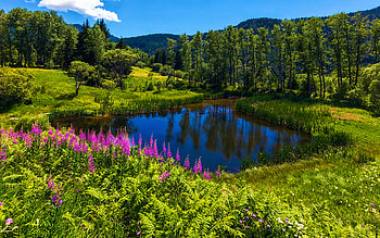 Charming Lake, trees, landscape, sky, flowers, mountains, water HD wallpaper