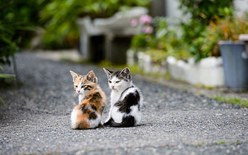 Animals, Sit, Couple, Pair, Kittens HD wallpaper