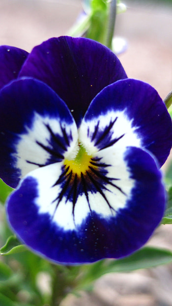 Pansy, Blue Adorable Flower HD phone wallpaper