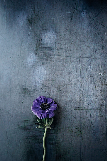 Flowers, Background, Violet, Flower, Purple, Stem, Stalk HD phone wallpaper