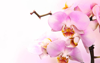 Pink orchid, orchid, flowers, spa HD wallpaper
