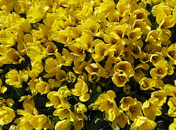 Flowers, Tulips, Disbanded, Loose, Lot HD wallpaper