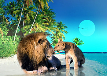 Beach Lions, birds, awesome, beaches, colors, bay, reflections, nice, background, animals, trees, fullscreen, female, mirror, wawes, multicolor, shadows, leaves, green, nature, hair, trunks, sand, graphy, cub, day, abstract, moon, moonlight, son, sea, afternoon, seagulls, mane, yellow, night, plants, , pc, gulls, palms, maroon, beije, art, puppy, king, leaf, father, colorful, oceans, blue, natural, , colours, brown, , amazing, water, male, lions, reflected, beautiful, , gray, pup, hop, cool, branches, sky, beasts, evening HD wallpaper