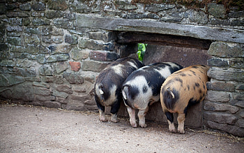 Three little pigs, barnyard fun, Sweet snouts, Playful oinks HD wallpaper