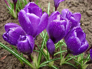 Flowers, Drops, Freshness, Spring, Primrose, Crocuses HD wallpaper