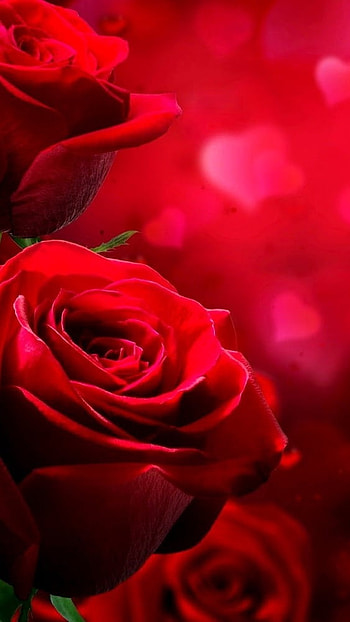 Nice, Red Rose Background, red rose, background HD phone wallpaper