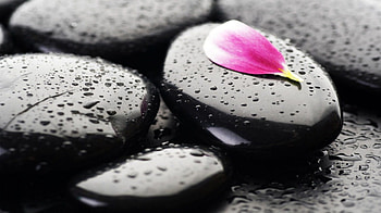 A lonely petal, graphy, , drops, stones, zen, abstract, petals, , nature, zen stones, harmony HD wallpaper