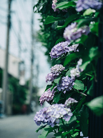 Flowers, Leaves, Bush, Hydrangea HD phone wallpaper