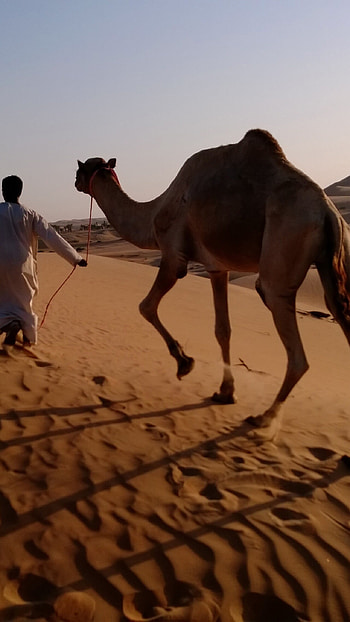 Mobile , Desert life, Relaxing vibes, Camel appreciation HD phone wallpaper