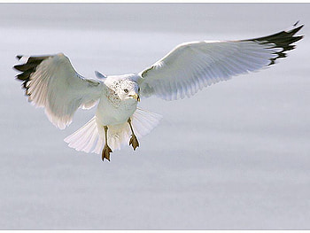 Sea Gull, cool, flying, sea-gull HD wallpaper