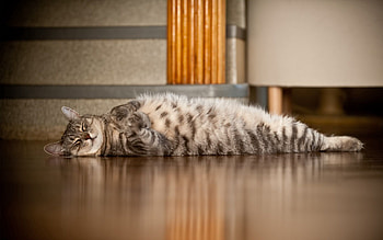 Animals, Cat, To Lie Down, Lie, Striped, Floor HD wallpaper