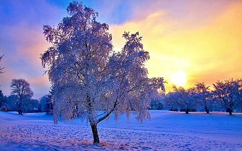 Winter Sun, snow, colors, sky, sunset, tree HD wallpaper
