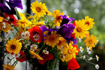 Flowers, purple, bouquet, yellow, red, colors, nature, different HD wallpaper
