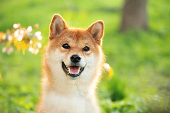 Shiba Inu Smile: Vibrant Nature Portrait, shiba inu HD wallpaper