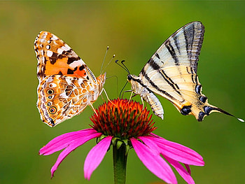 Beauty Of Nature, cool HD wallpaper
