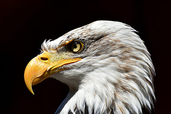 Animals, Bird, Beak, Predator, Eagle, Bald Eagle, White-Headed Eagle HD wallpaper