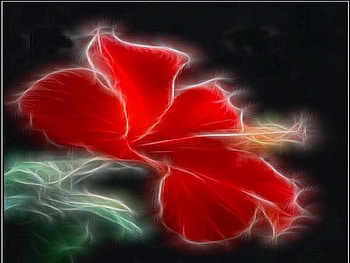 Hibiscus Fractalius, fractalius, hibiscus HD wallpaper