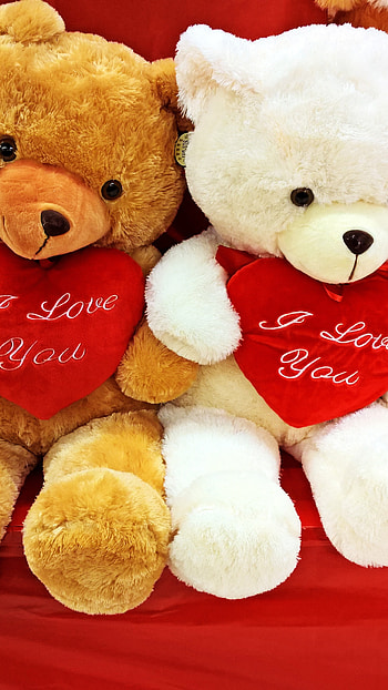 Teddy Bear Ka, Valentines Day, Love HD phone wallpaper