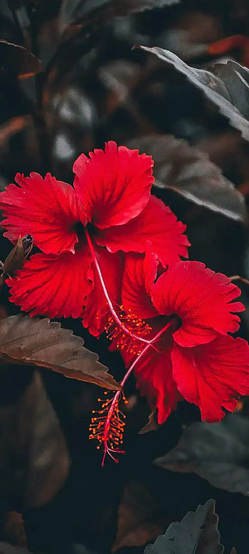 Flower, china_rose, hibiscus, dark, rose HD phone wallpaper