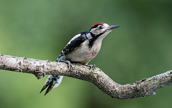 Woodpecker, Animals, Greater spotted woodpecker HD wallpaper