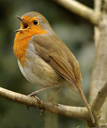 Beak, Robin (Bird) HD phone wallpaper