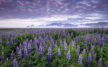 Lupine Field, field, lupine, sky, beautiful, flowers HD wallpaper