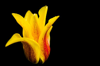 Flowers, Flower, Petals, Bud, Tulip HD wallpaper