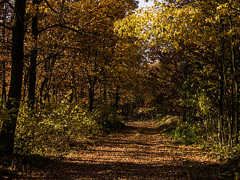 Nature, Grass, Autumn, Forest, Foliage HD wallpaper
