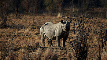 The white, Rhino HD wallpaper