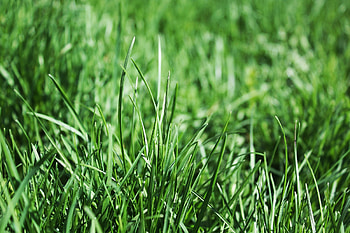 Grass, Macro, Flora HD wallpaper