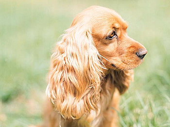Cocker Spaniel, dog, puppy, animals, cachorro, cute HD wallpaper