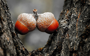 Acorn , Fallen leaves, Autumn colors, Nature HD wallpaper