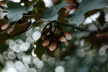Leaves, Macro, Blur, Smooth, Branches, Bokeh, Boquet, Maple, Seeds, Seed HD wallpaper