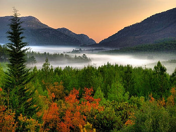 morning 7.07 am, morning, forest HD wallpaper